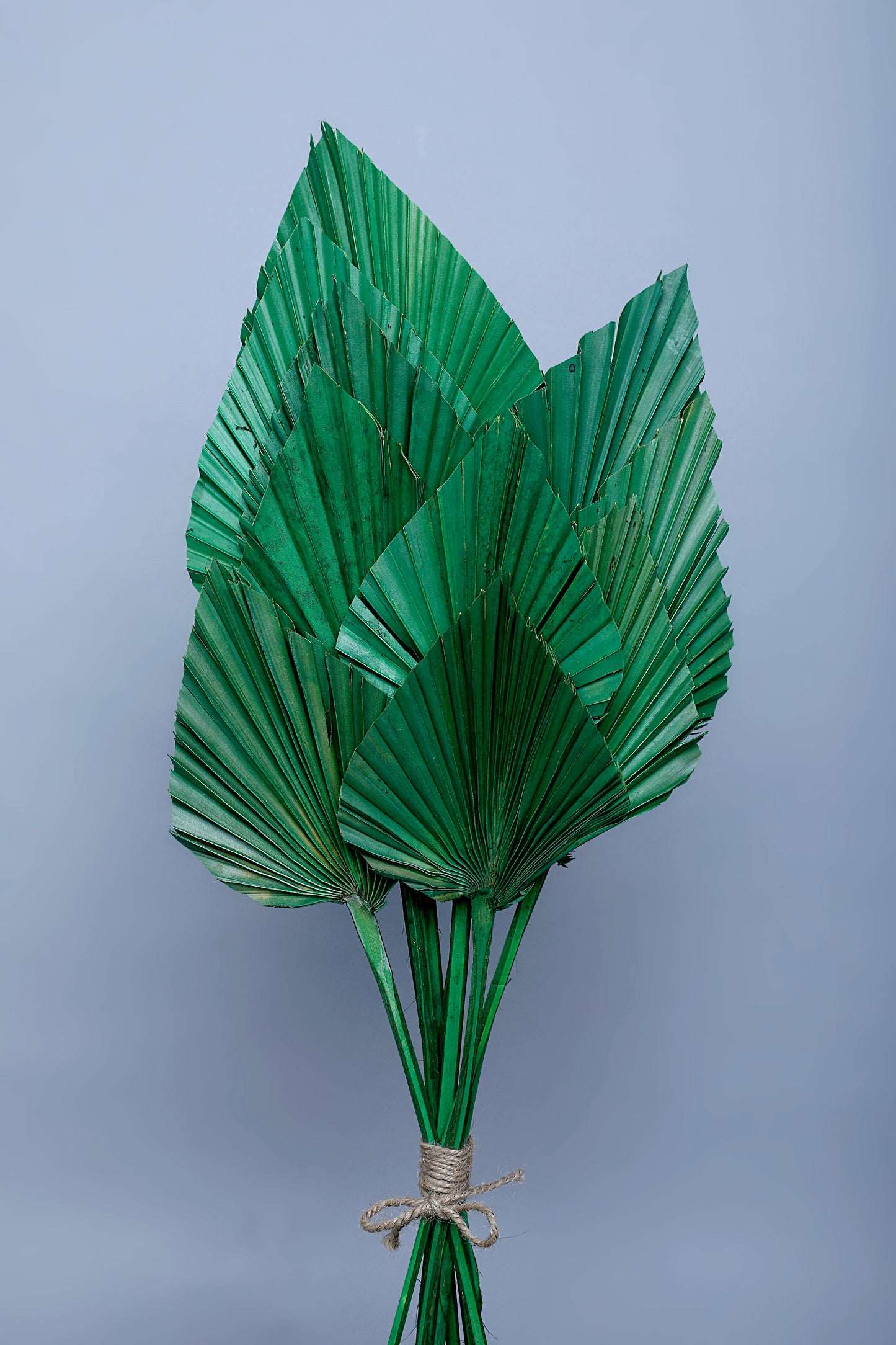 Floralis Palm Spear x 10 Pcs