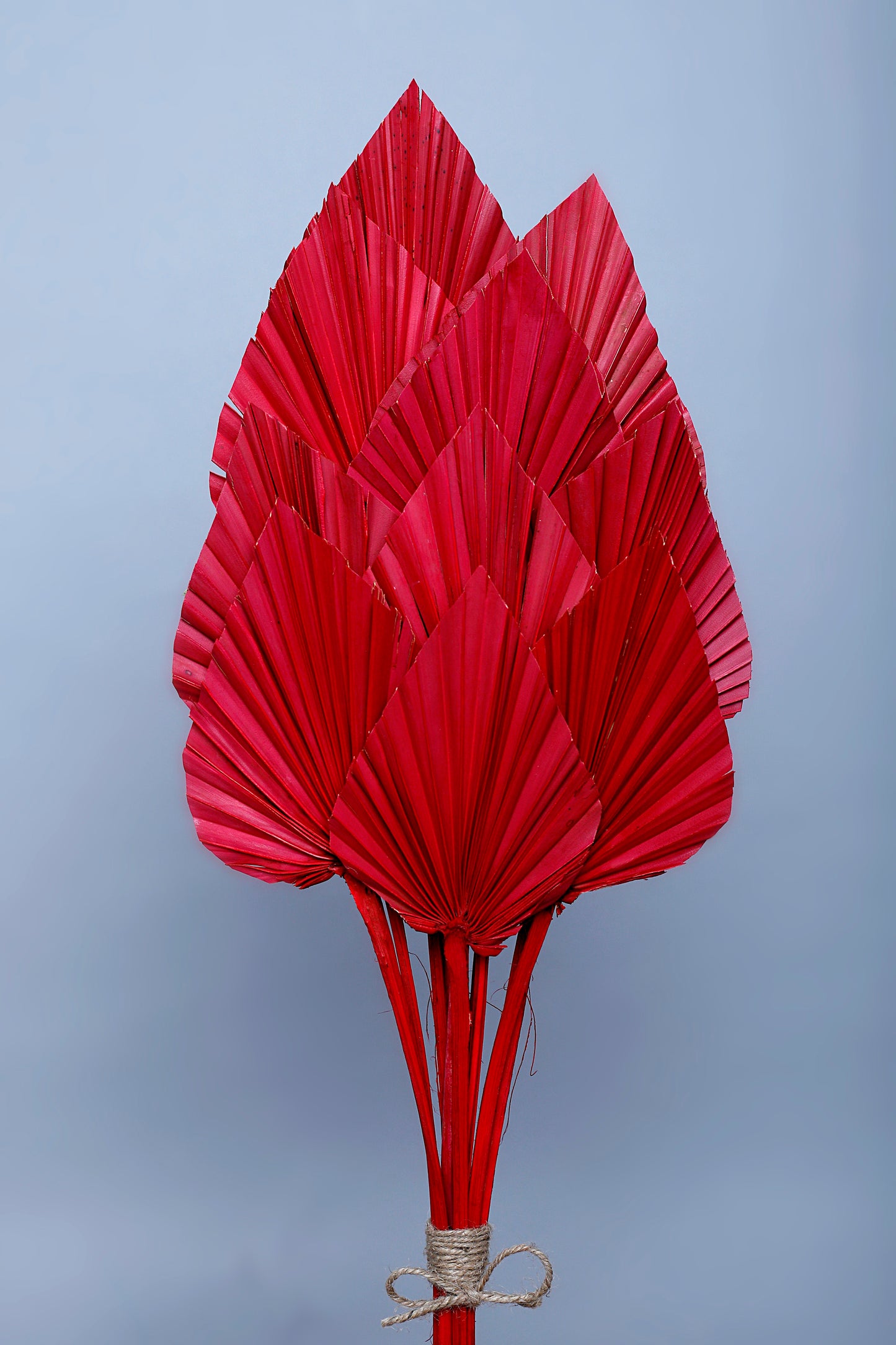 Floralis Palm Spear x 10 Pcs