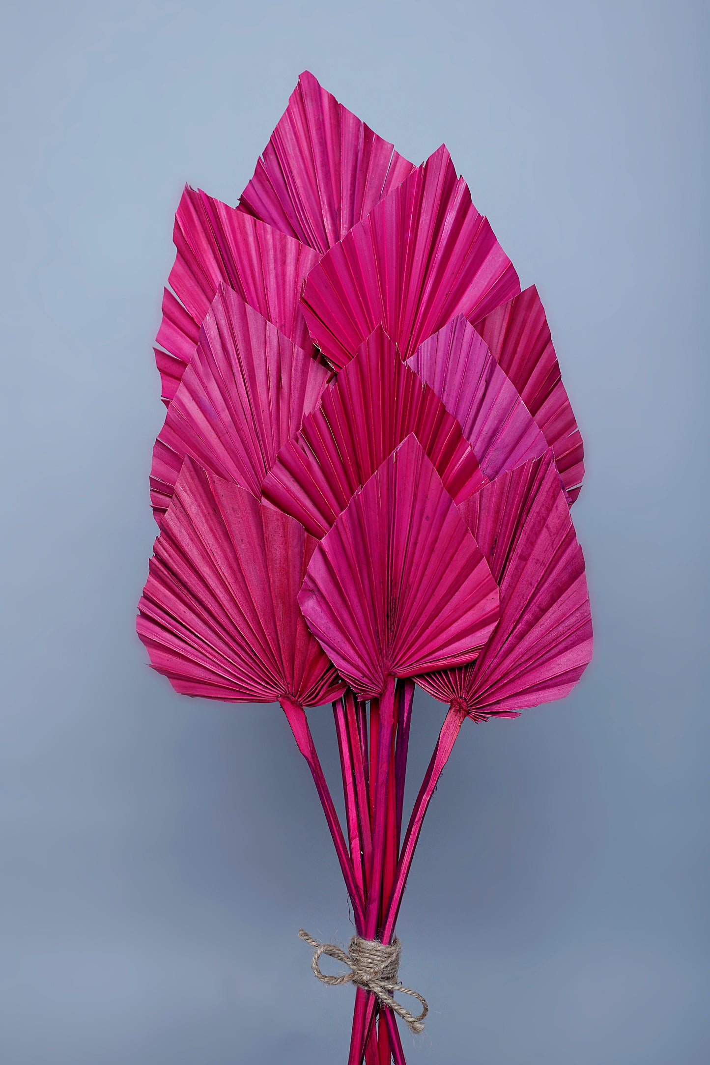 Floralis Palm Spear x 10 Pcs