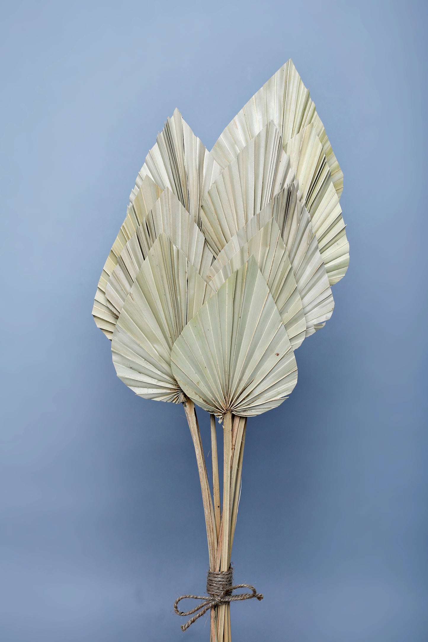 Floralis Palm Spear x 10 Pcs