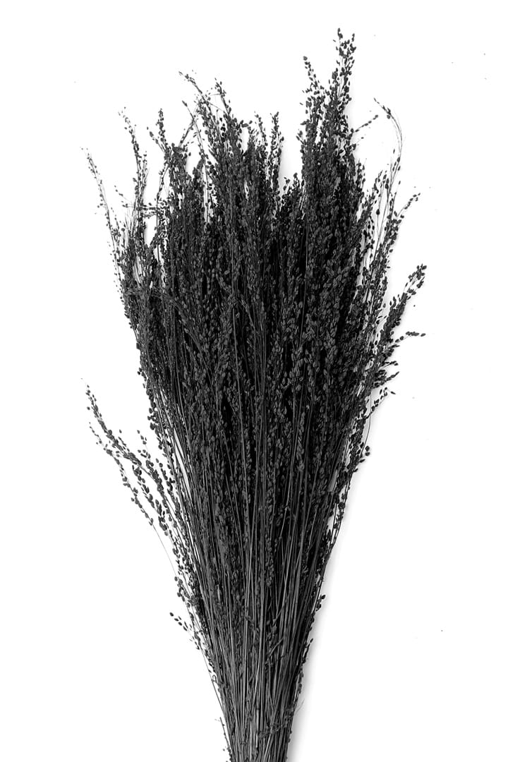 Star Grass