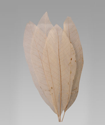 Long Skeleton Leaves - Pack of 100 Pcs