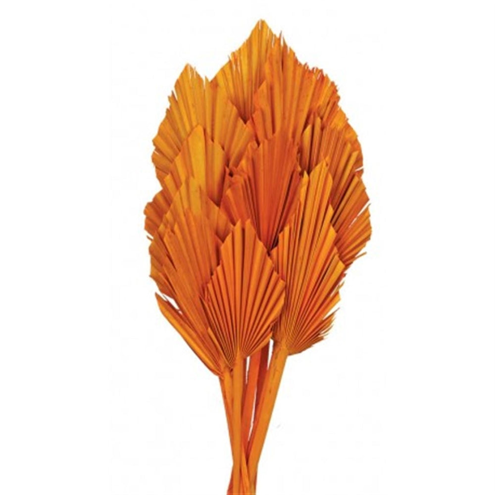Floralis Palm Spear x 10 Pcs