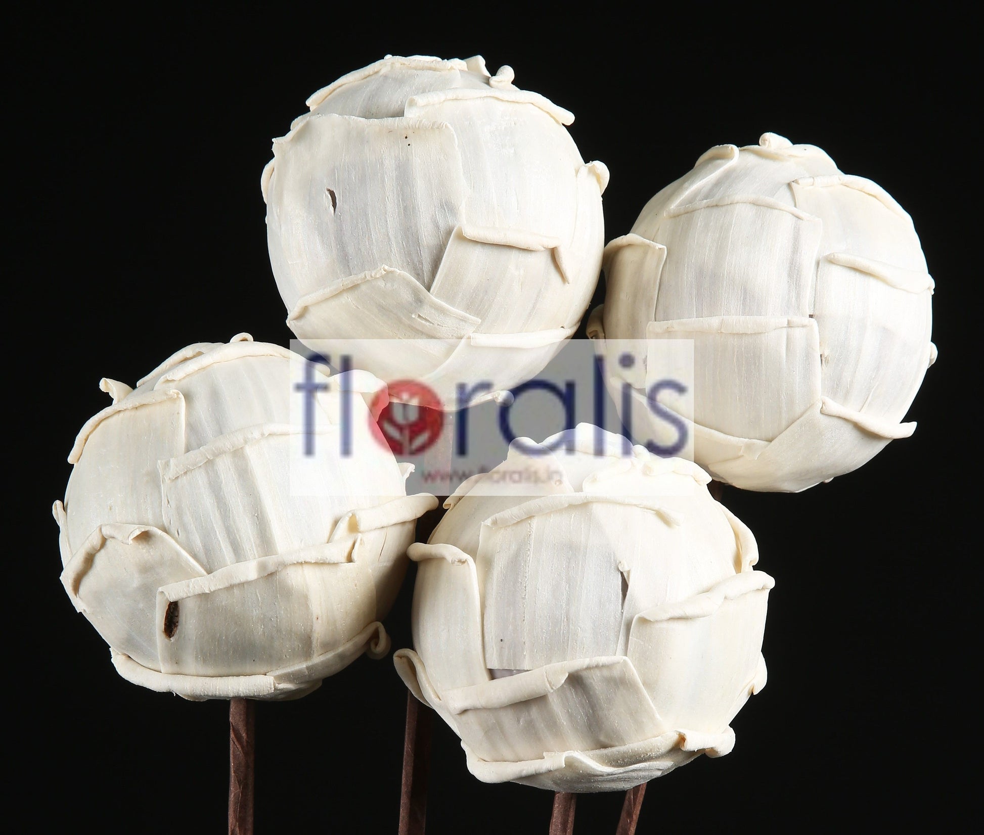 Sola Cabbage Ball 6cms, 8cms, 10cms - Pack of 10 Pcs