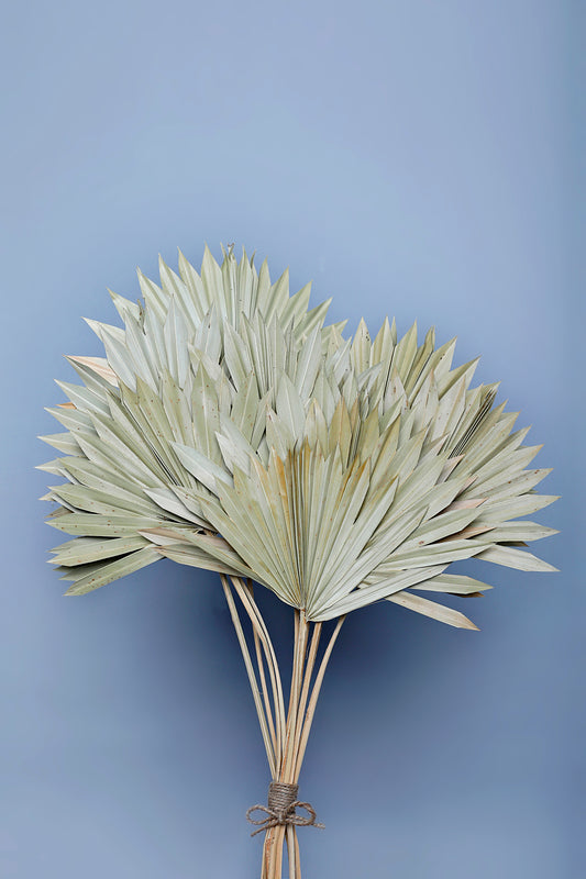 Floralis Palm Sun Spear x 10Pcs
