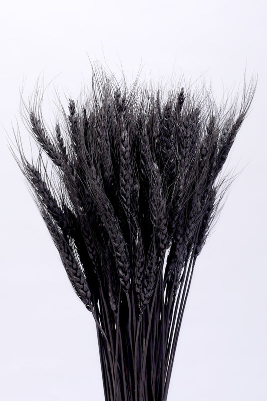 Wheat Grass Black
