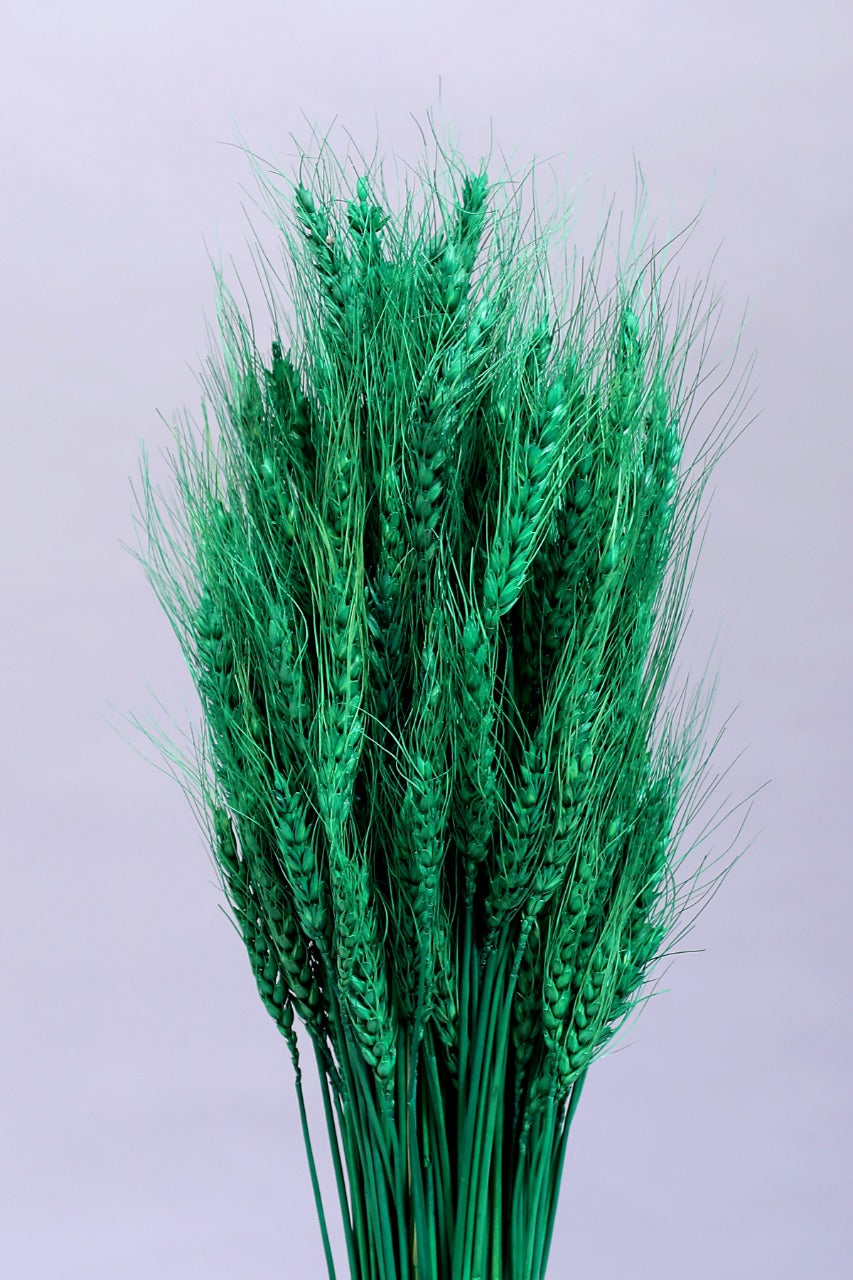 Wheat Grass