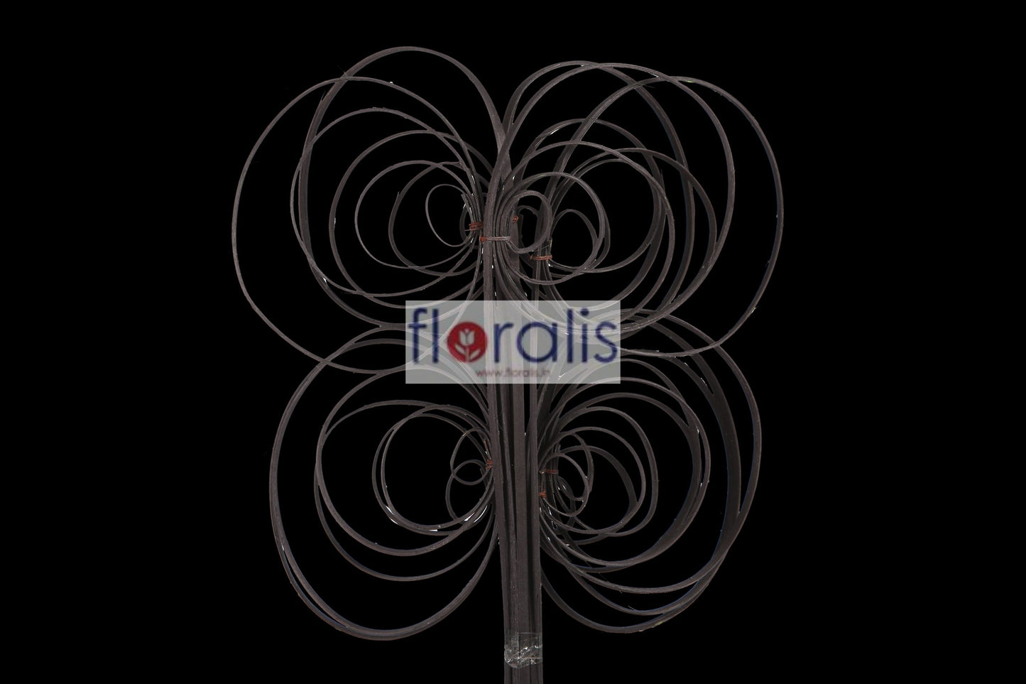 Cane Coil Black - Pack of 10 Pcs