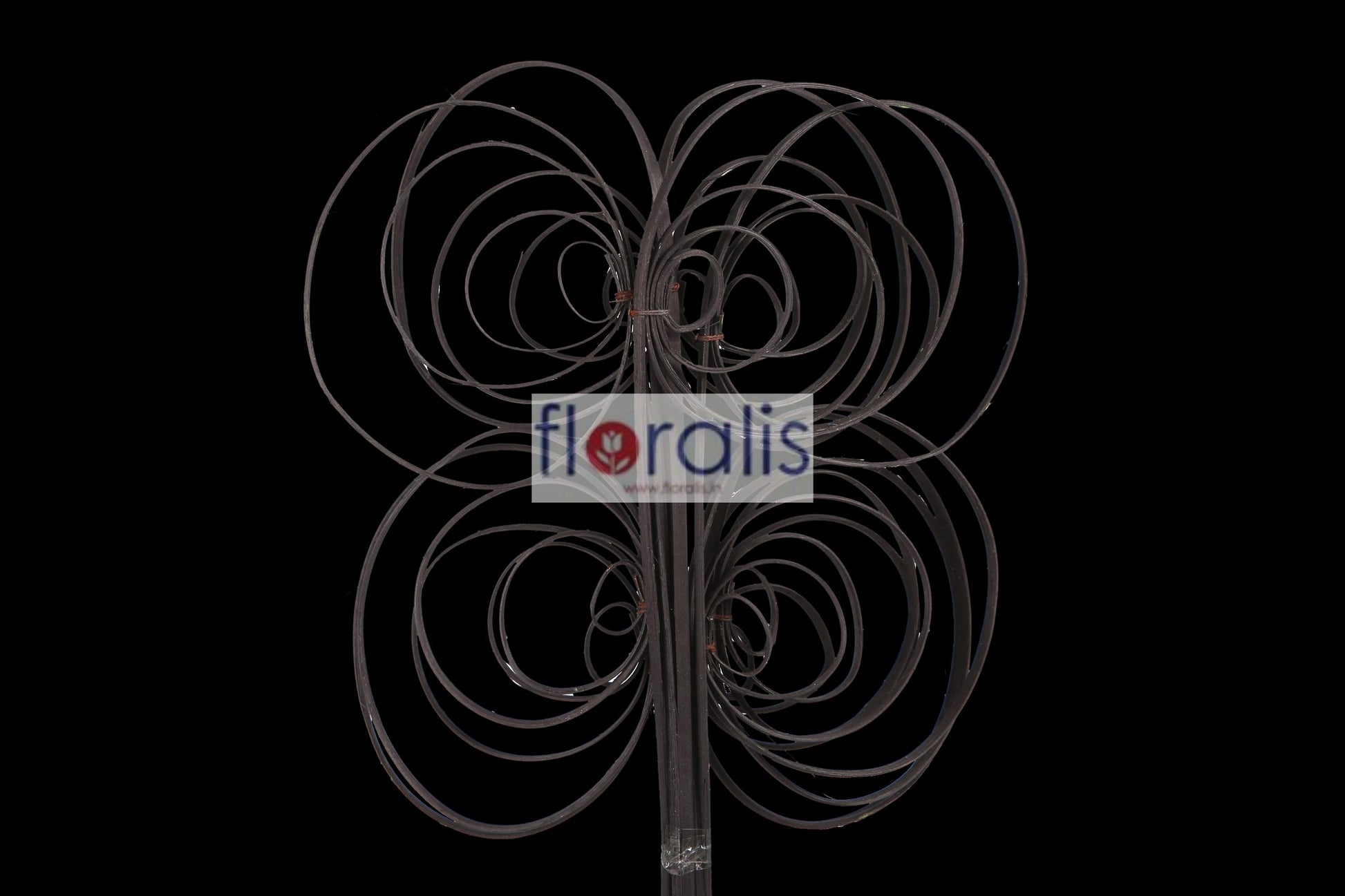 Cane Coil Black - Pack of 10 Pcs