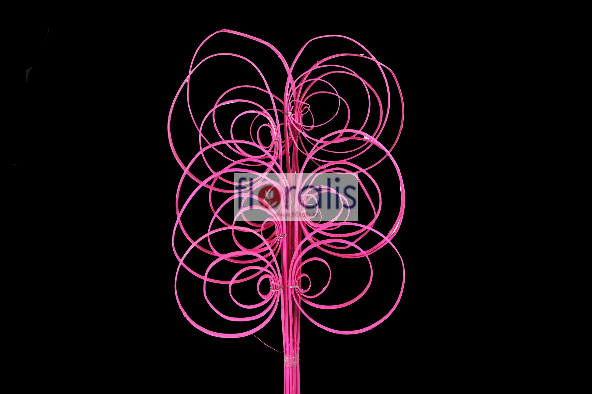 Cane Coil Fuschia - Pack of 10 Pcs