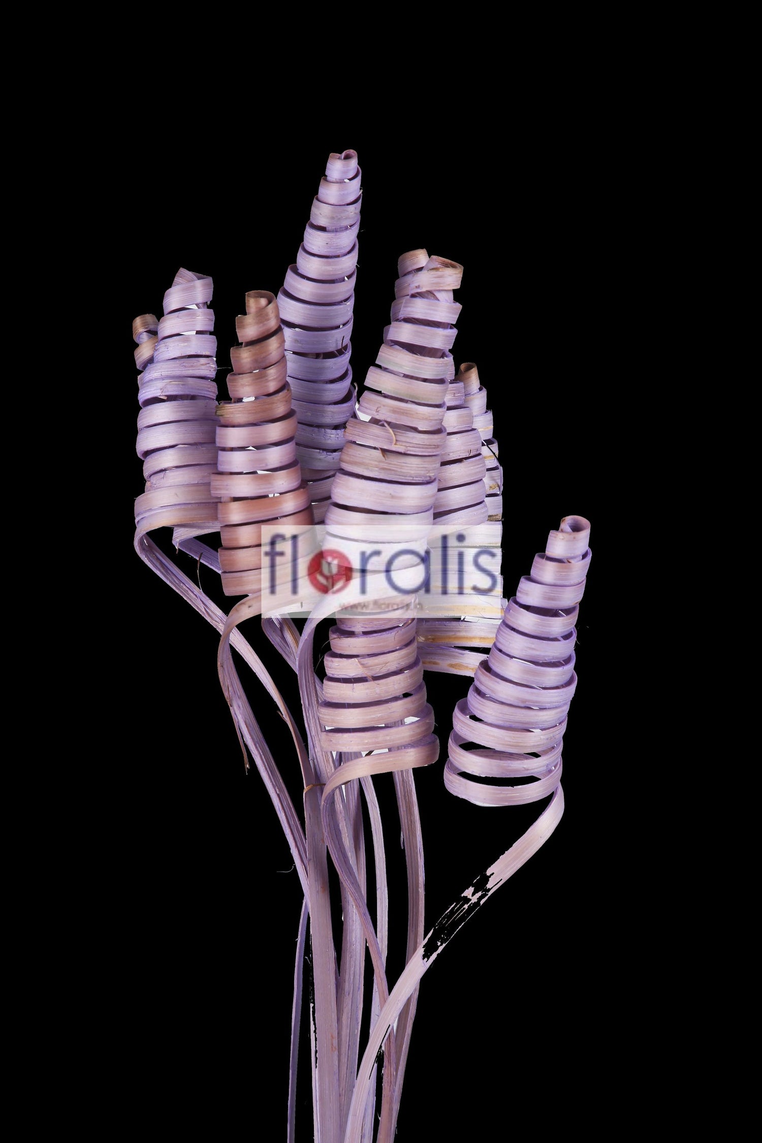 Cane Cone Lilac - Pack of 10 Pcs