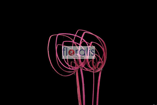 Cane Pradip Fuschia - Pack of 10 Pcs