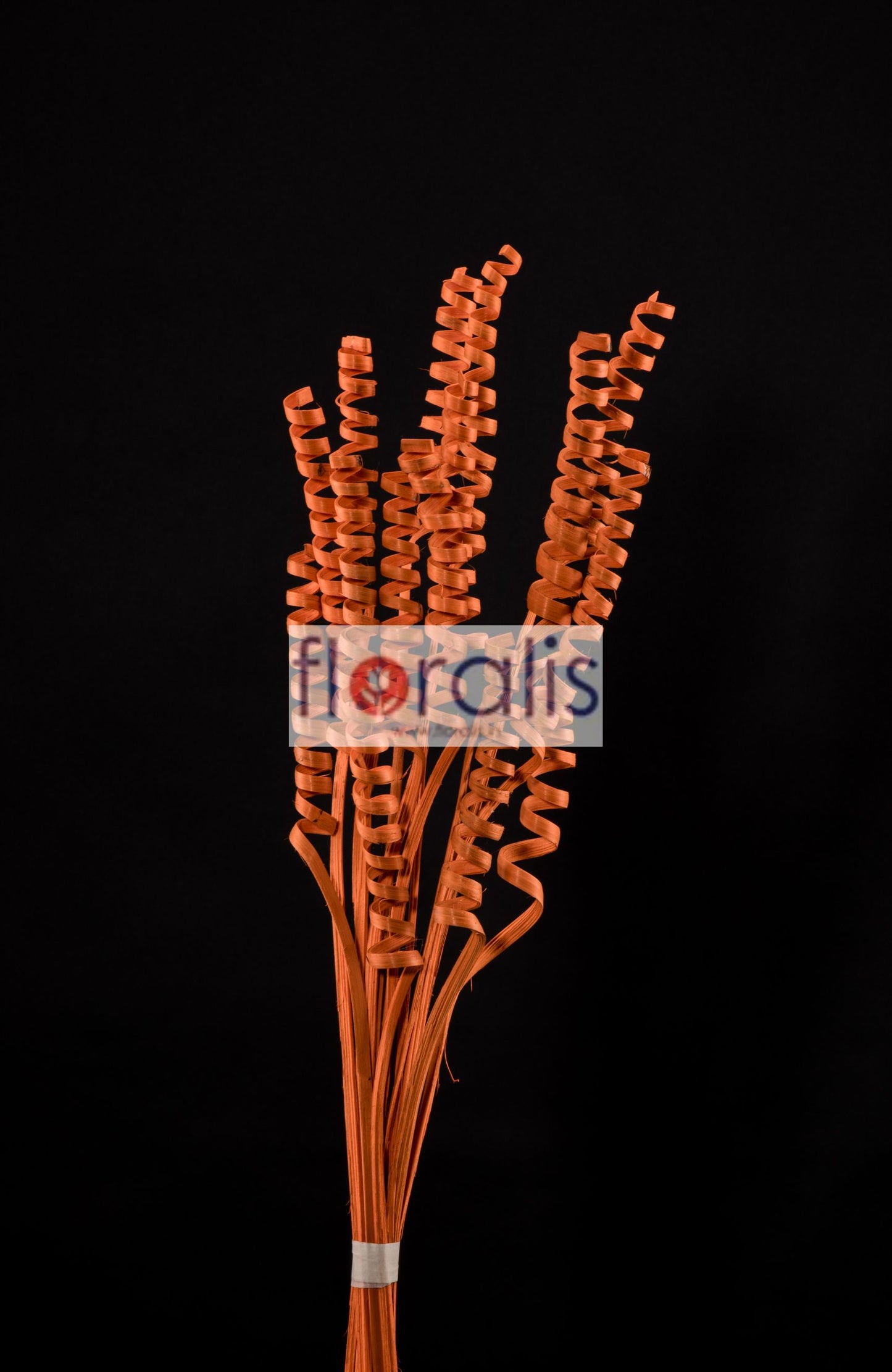 Cane Spring Bleach Orange - Pack of 10 Pcs