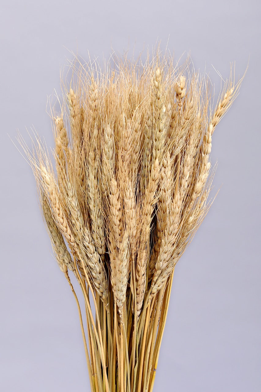 Wheat Grass Natural