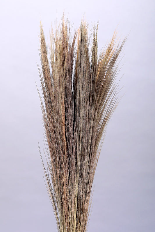 Broom Grass (200gms)