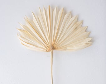 Palm Sun Spear White (10Pcs)