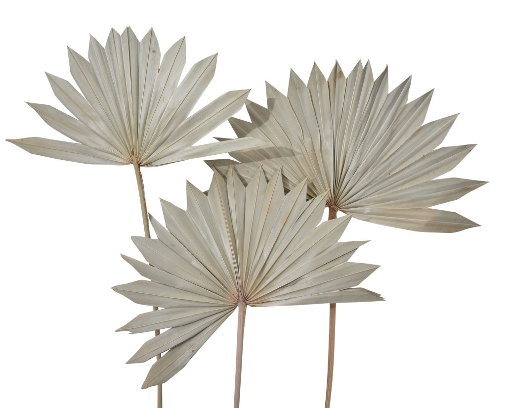 Floralis Palm Sun Spear x 10Pcs