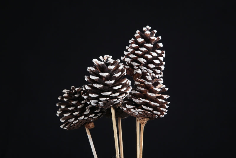 Pine Cone Large 7+ Cms x 20 Pcs Snow Tip