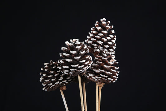 Pine Cone Large 7+ Cms x 20 Pcs Snow Tip