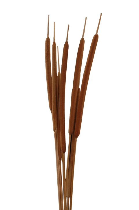 Floralis Cattail Typha Grass x 10 Pcs