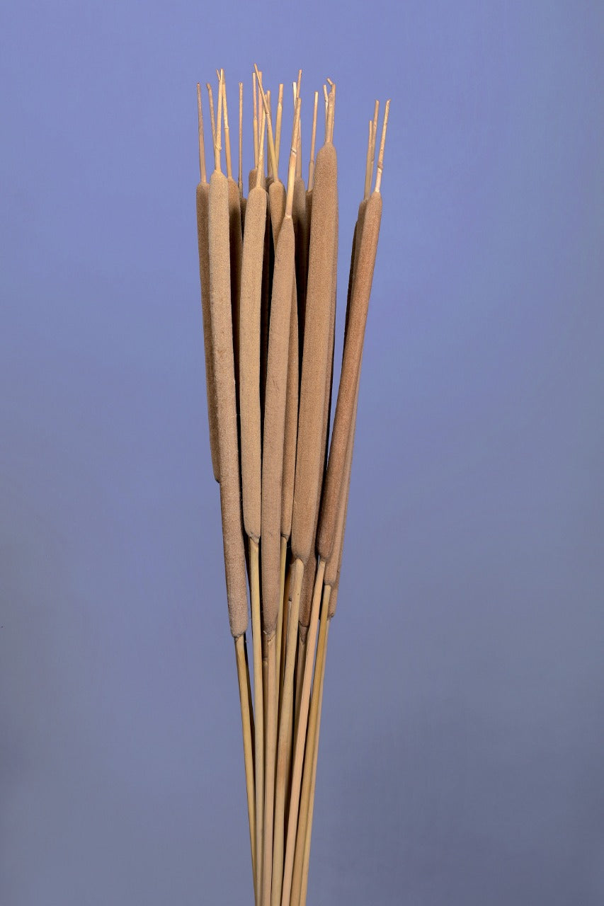 Floralis Cattail Typha Grass x 10 Pcs