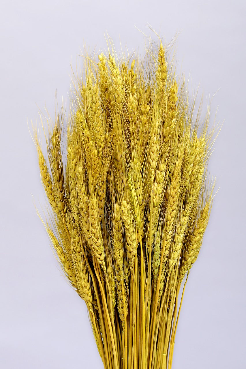 Floralis Wheat Grass x 200gms